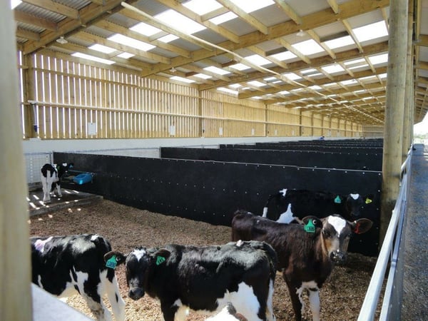 Insulated calf shed interior