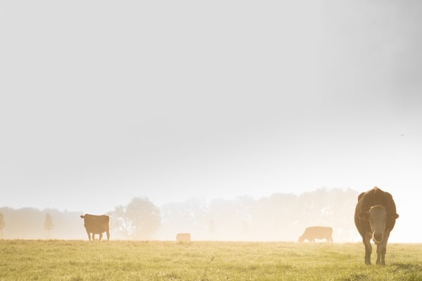 Alpine buildings have a wide range of farm sheds