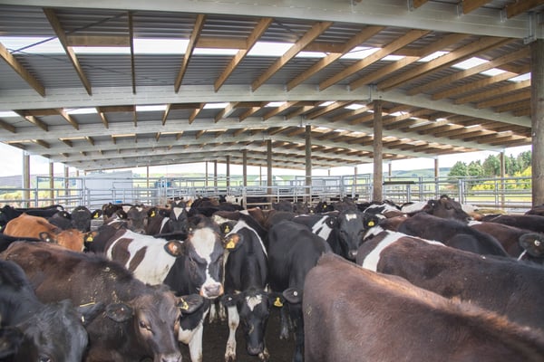 environmental dairy farm case study nz