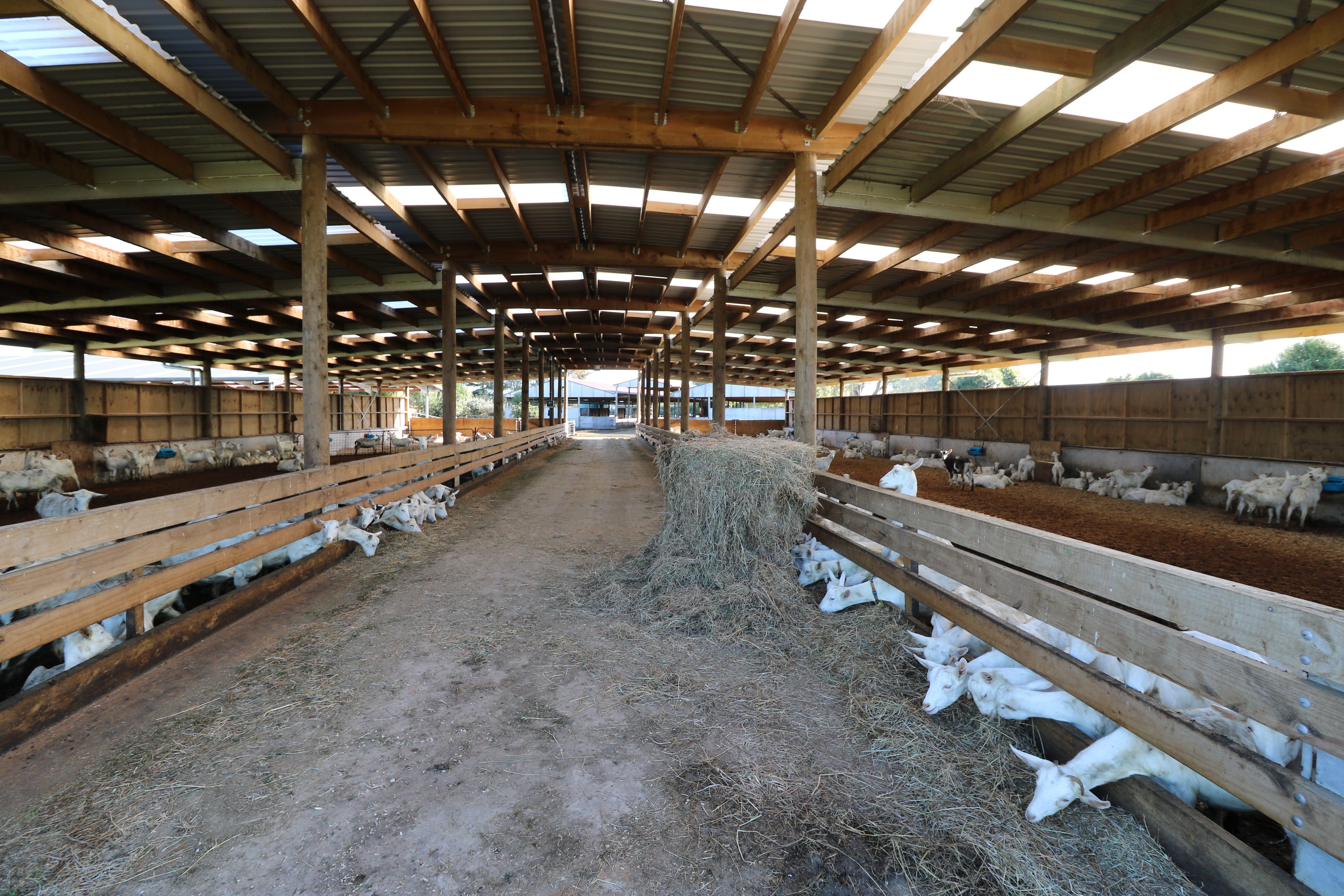 We design large-scale animal shelters