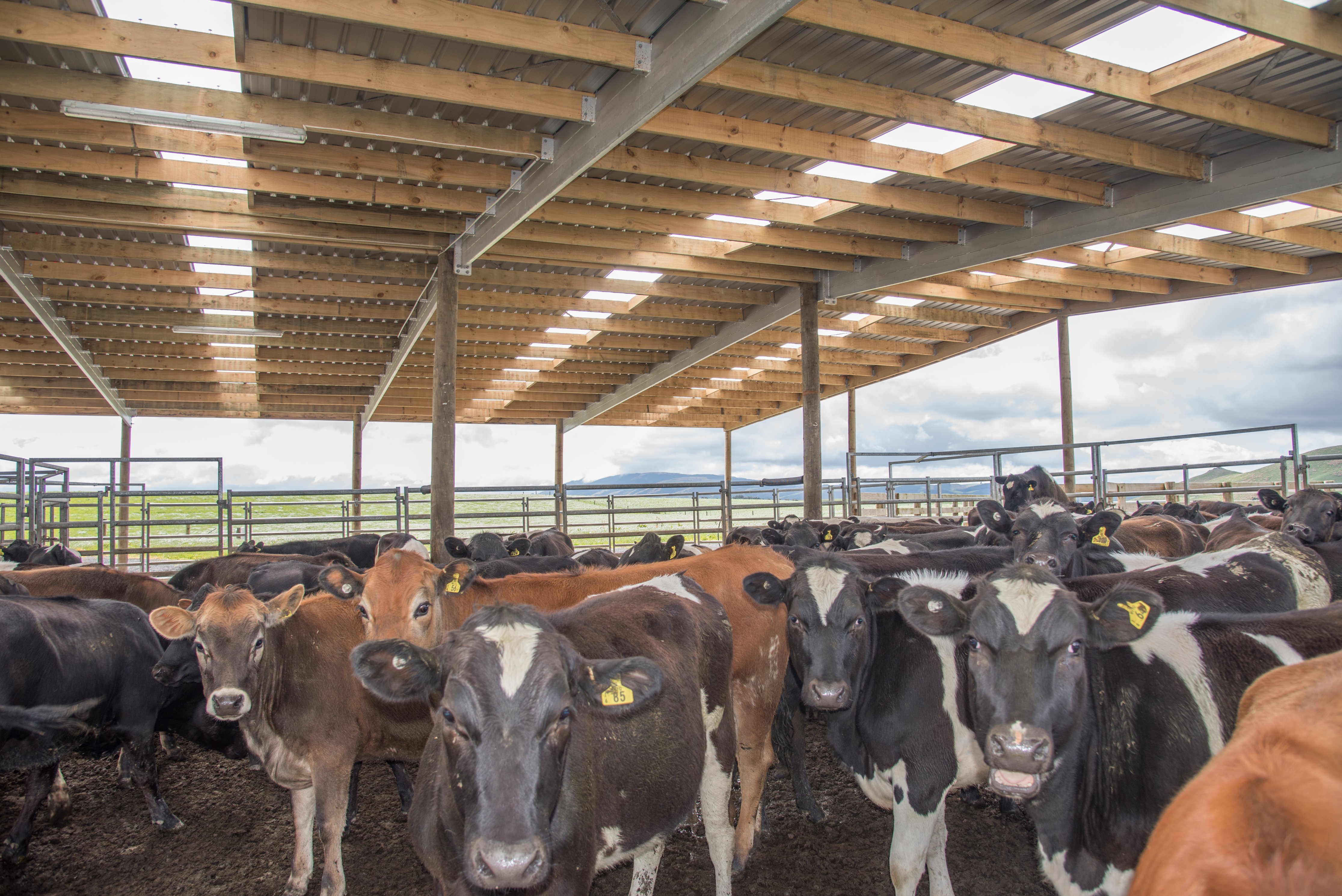 A large-scale animal shelter enables you to fit many animals inside while still having enough space to move around safely