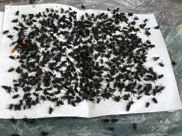 How to Get Rid of House Flies (Both Inside and Outside Your Home)