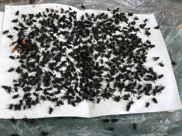 How to reduce cluster flies