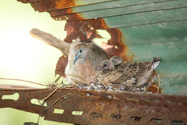 How to stop birds getting in the rafters of your shed