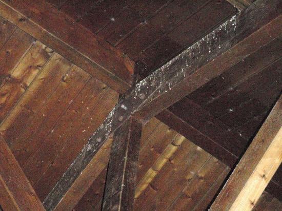 How to stop birds from perching in the rafters of your farm shed