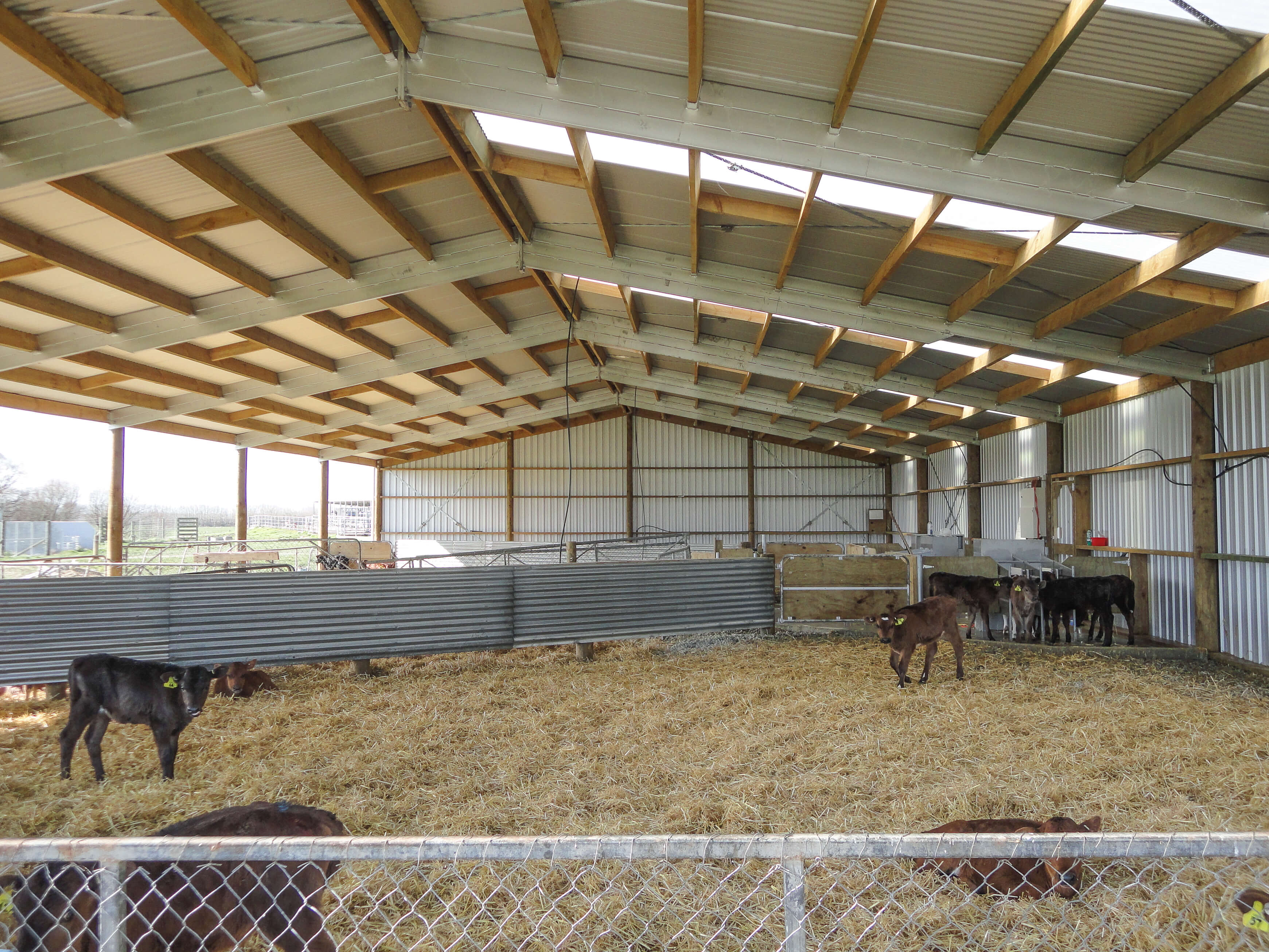 Calf shed design