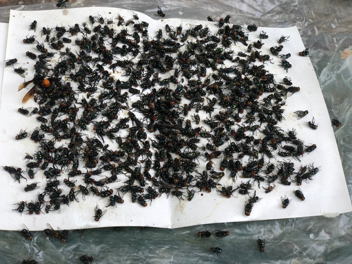 How to get rid of cluster flies