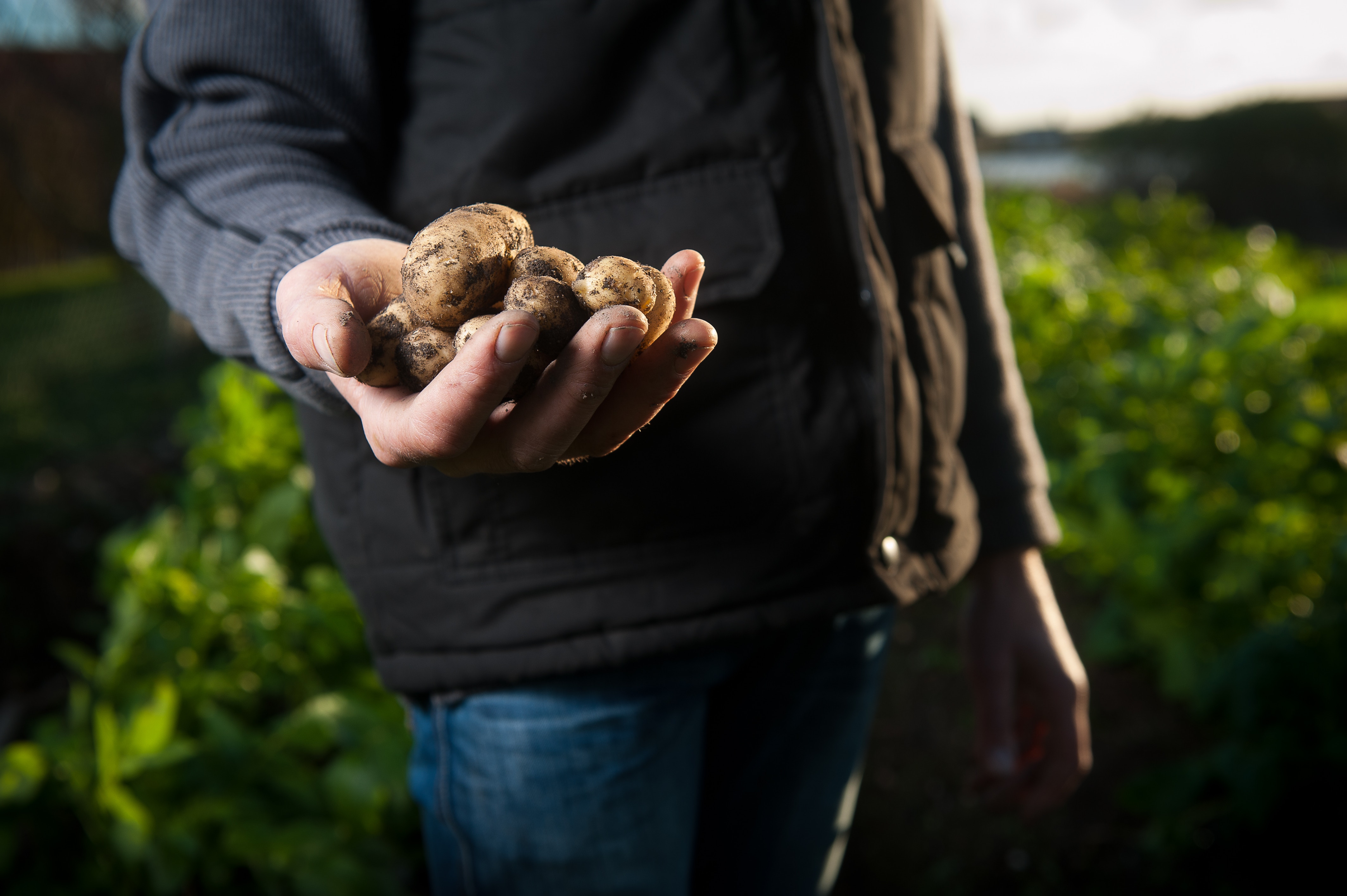 harvesting nz