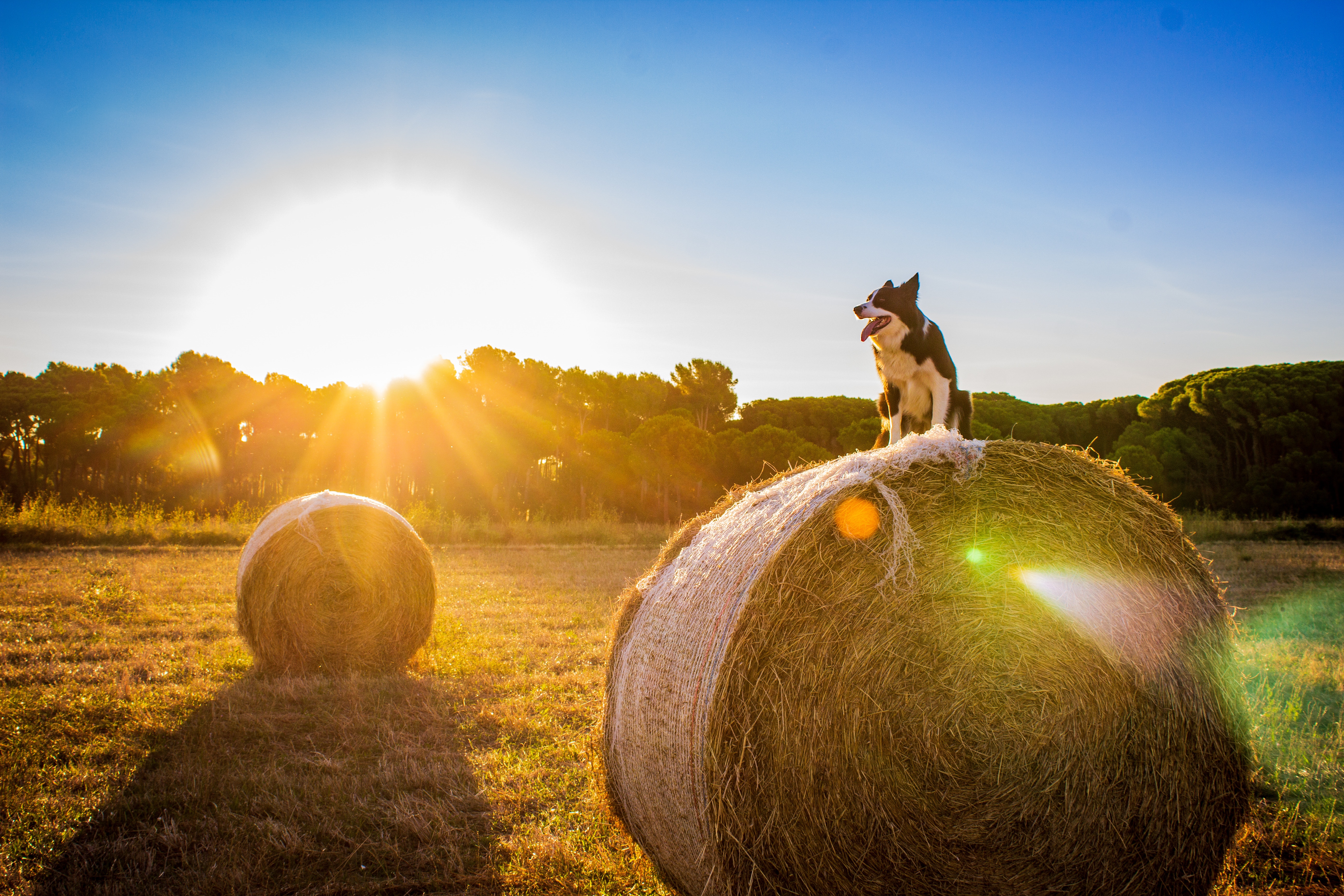 Stop your hay from rotting with a shed from Alpine Buildings